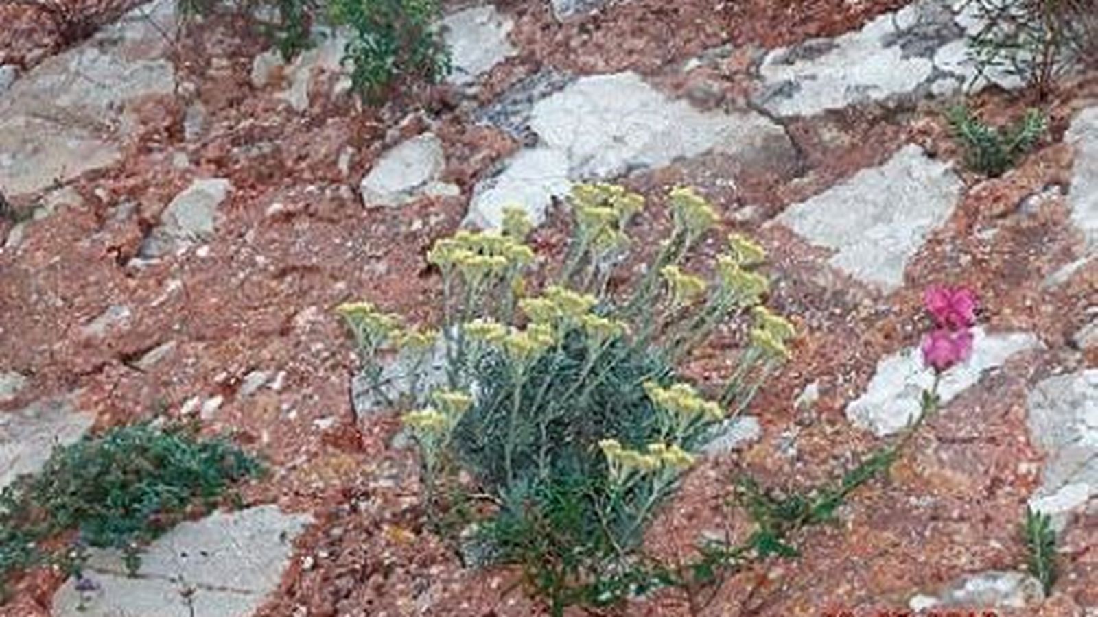 Ejemplar de Helichrysum pendulum colgado en  paredón calizo. Imagen de Federico Sánchez Tundidor.