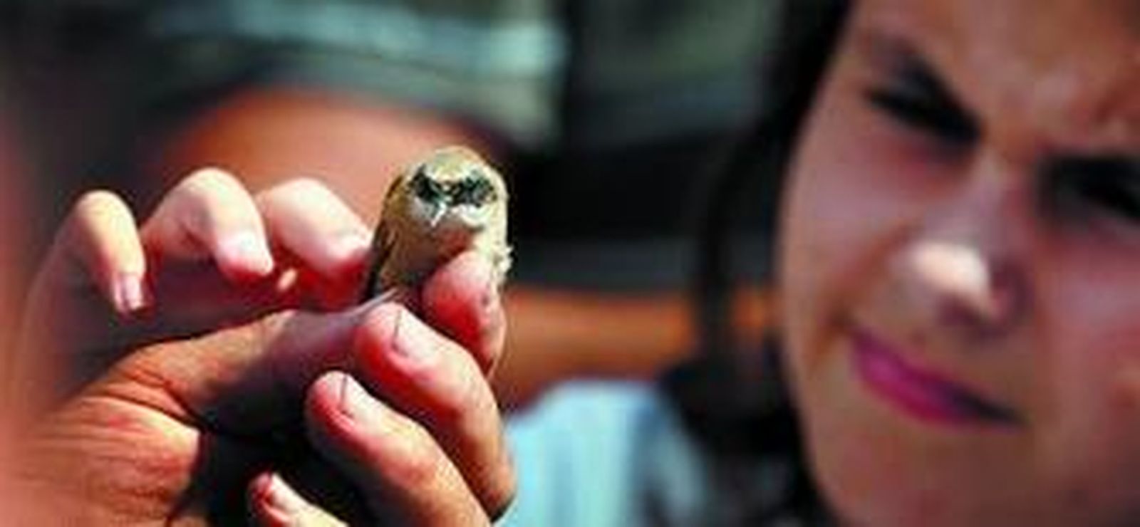 Un voluntario de la SEO muestra un ejemplar de martín pescador que ayer fue anillado.