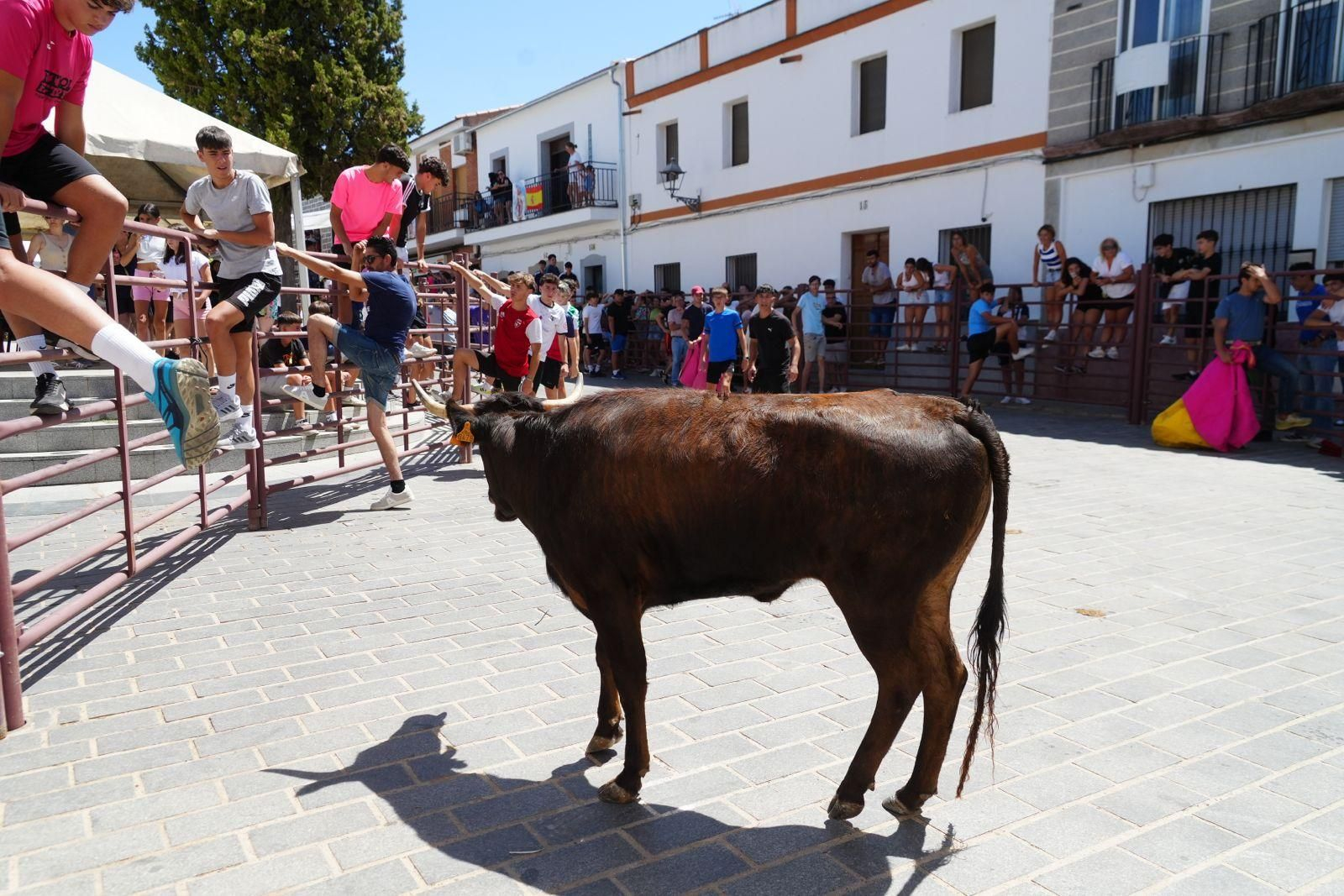 Las mejores imágenes de la suelta de vaquillas en la Feria de Alcaracejos