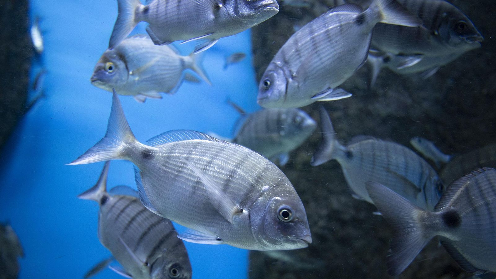 Una de las especies de peces que pueden verse.