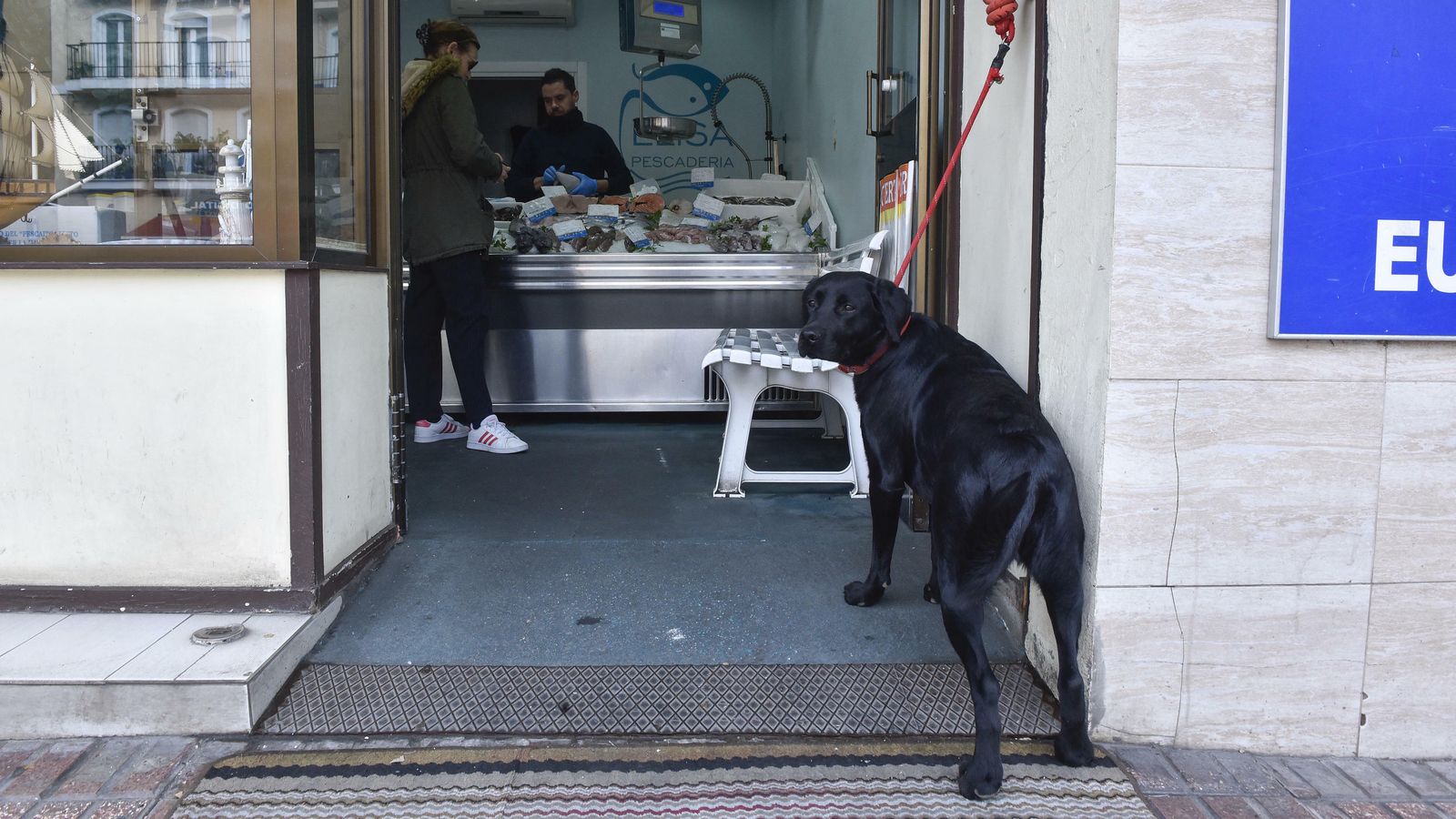 Un perro amarrado fuera de un comercio.