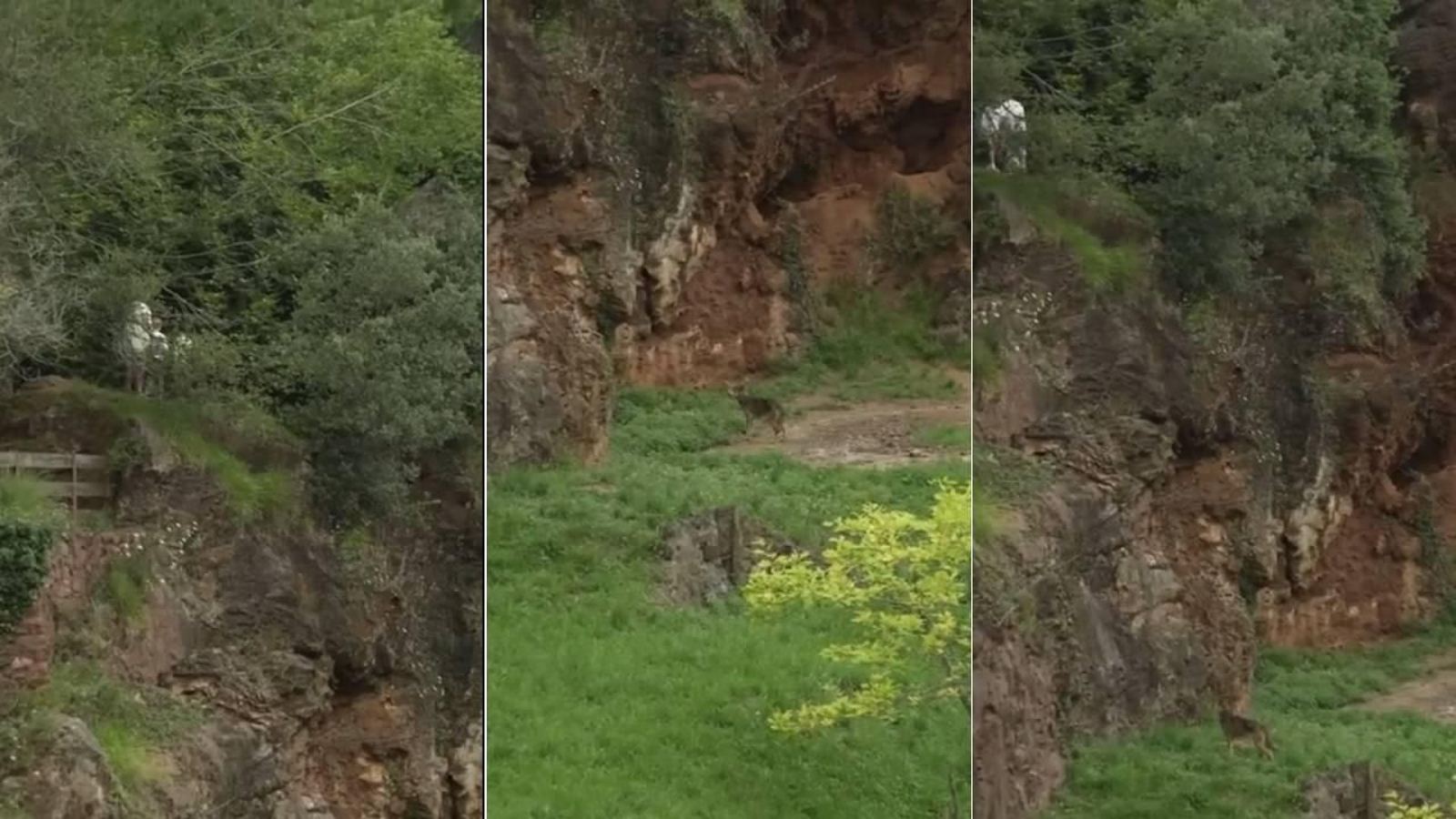 Secuencia del incidente en El Cabárceno.
