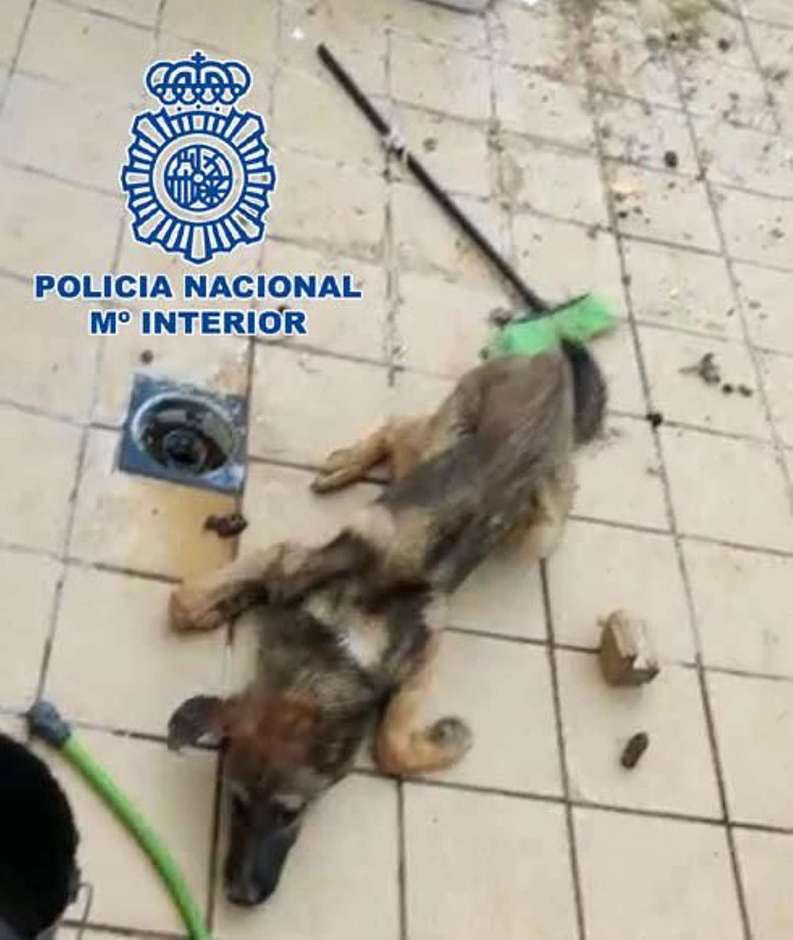 El perro rescatado por la Policía Nacional