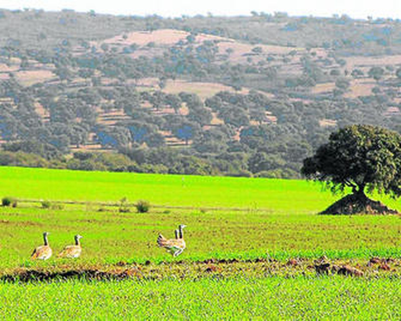 Unas avutardas en una finca de la comarca del Valle del Guadiato, en la zona Norte de Córdoba.
