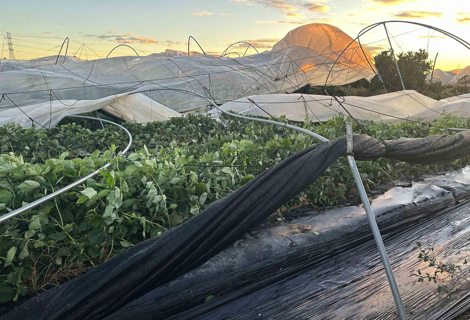Daños ocasionados por el temporal en una plantación de frambuesas en Cartaya