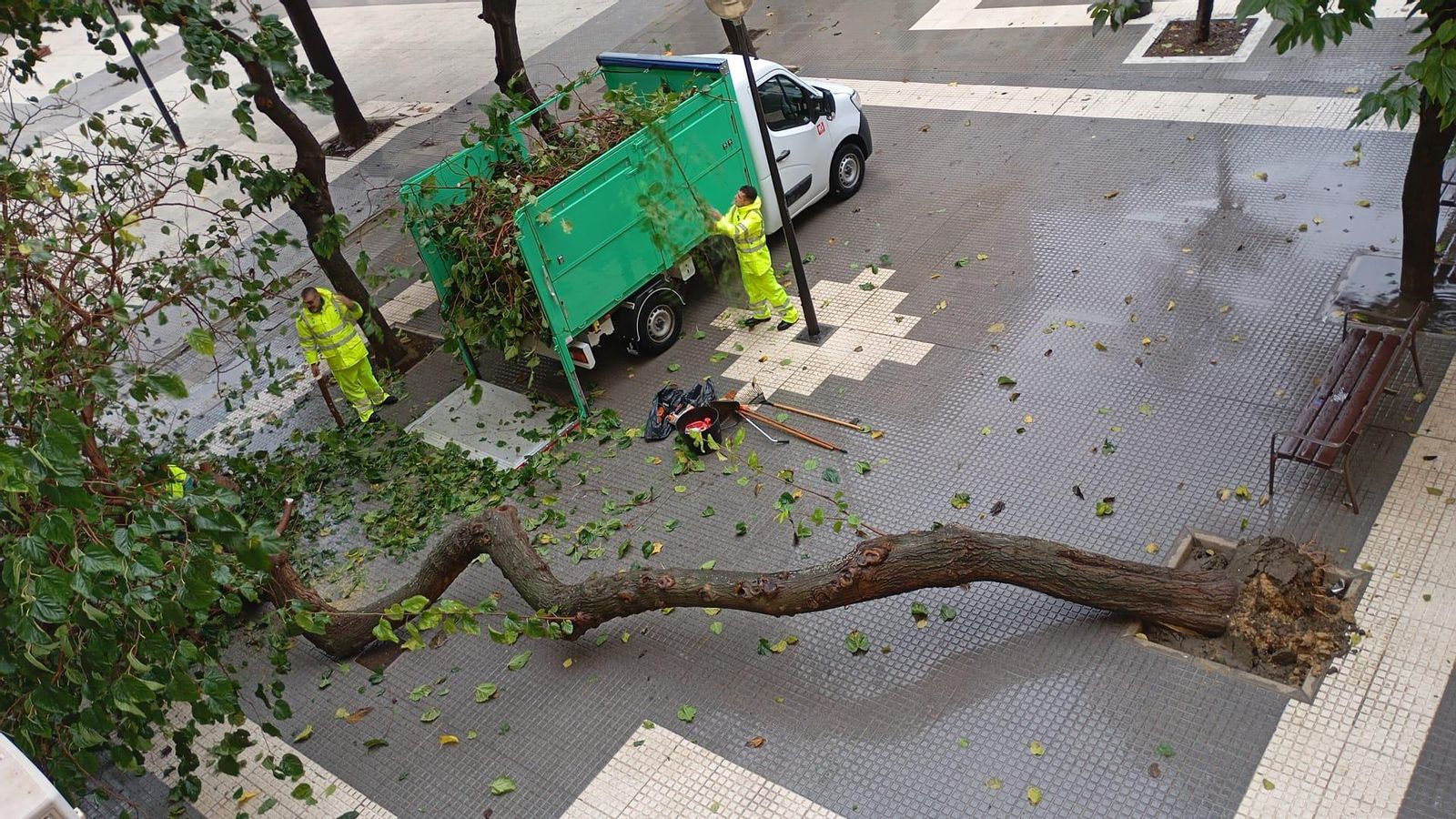 Caída de un árbol en la barriada Cayetano Roldán en San Fernando