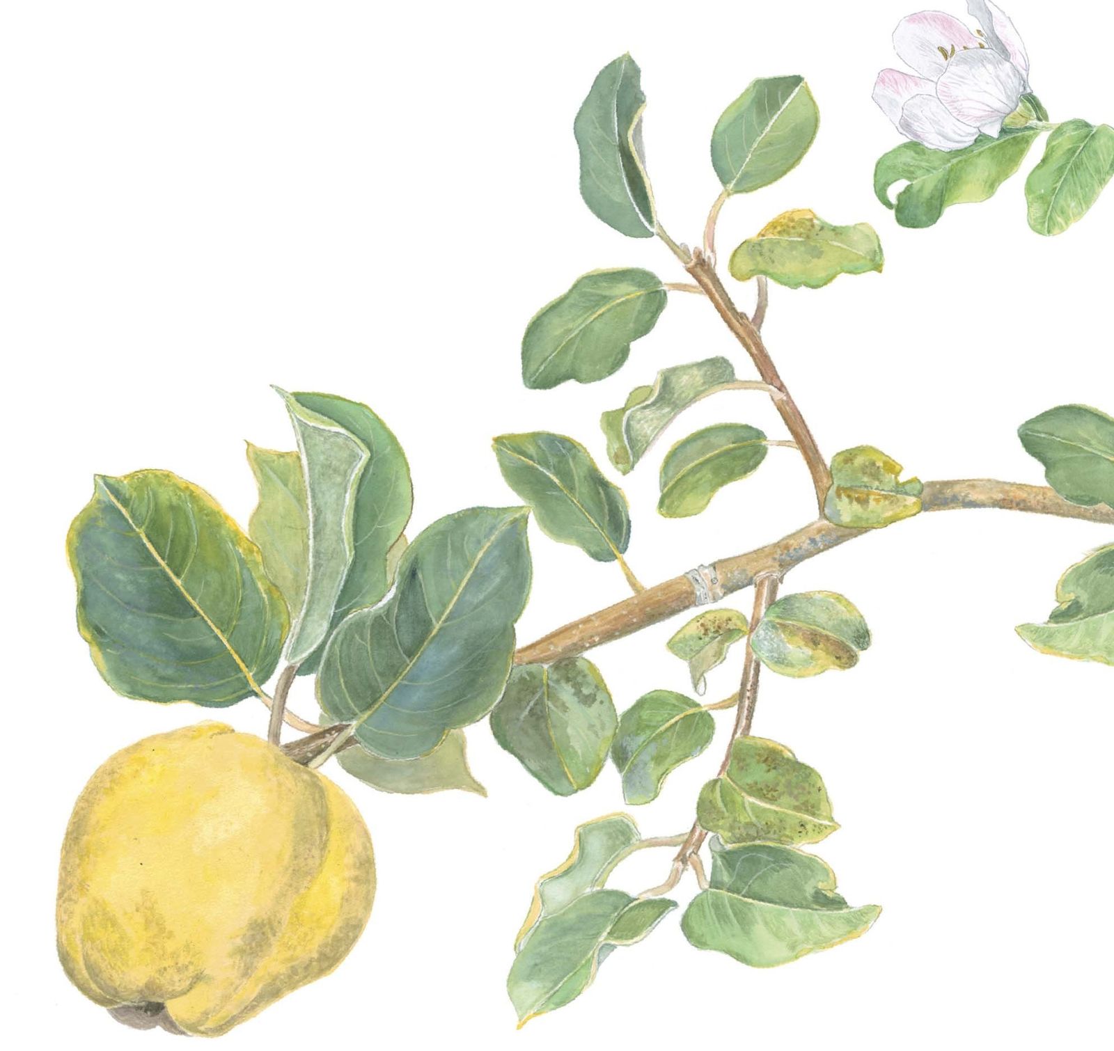 Las ochenta plantas para 'saborear' la Alhambra