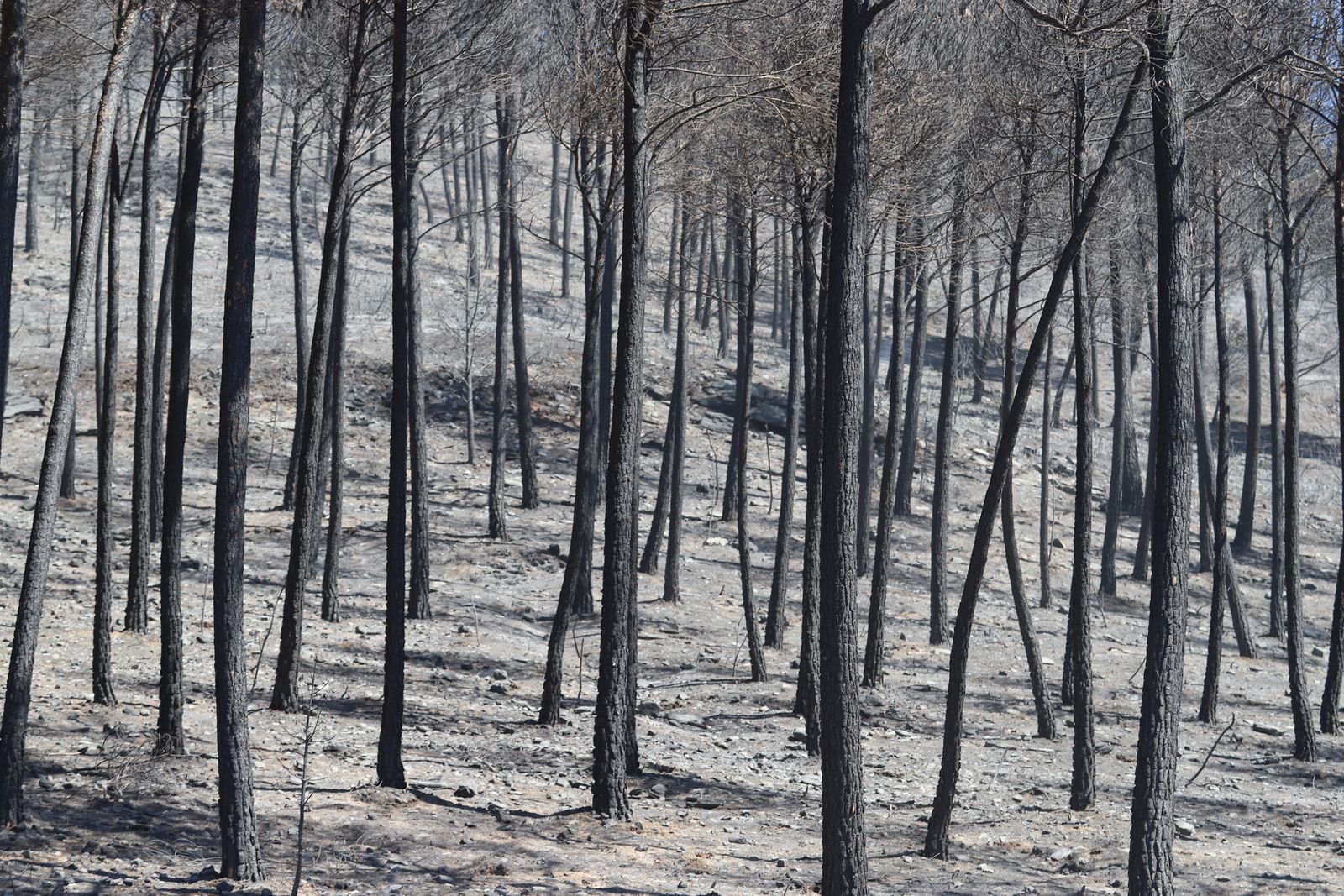 Imágenes de la devastación que deja a su paso el incendio de Almonaster la real.