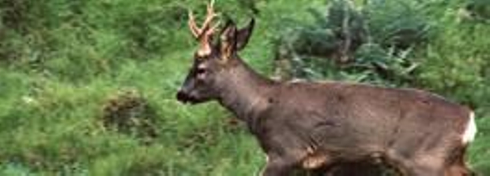 La Consejería de Medio Ambiente pone en marcha el Plan de Gestión y Reintroducción del corzo en Andalucía