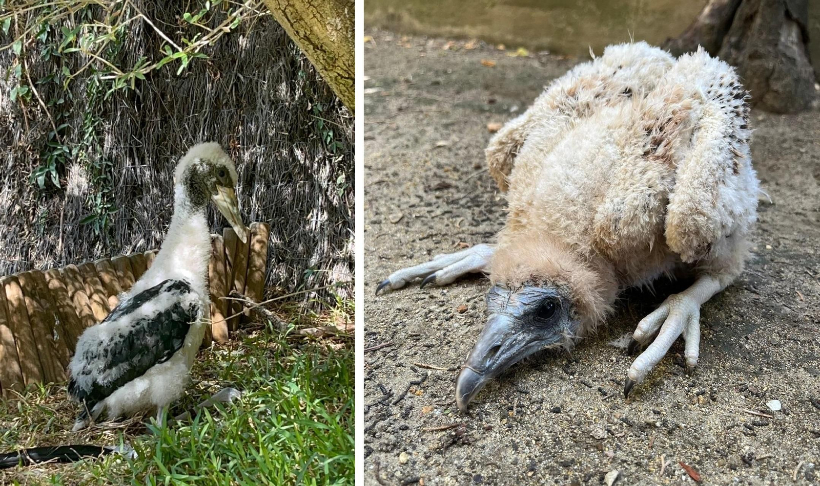 La cría de cigüeña negra (i) y la de alimoche (d) nacidas en el Zoo de Jerez.