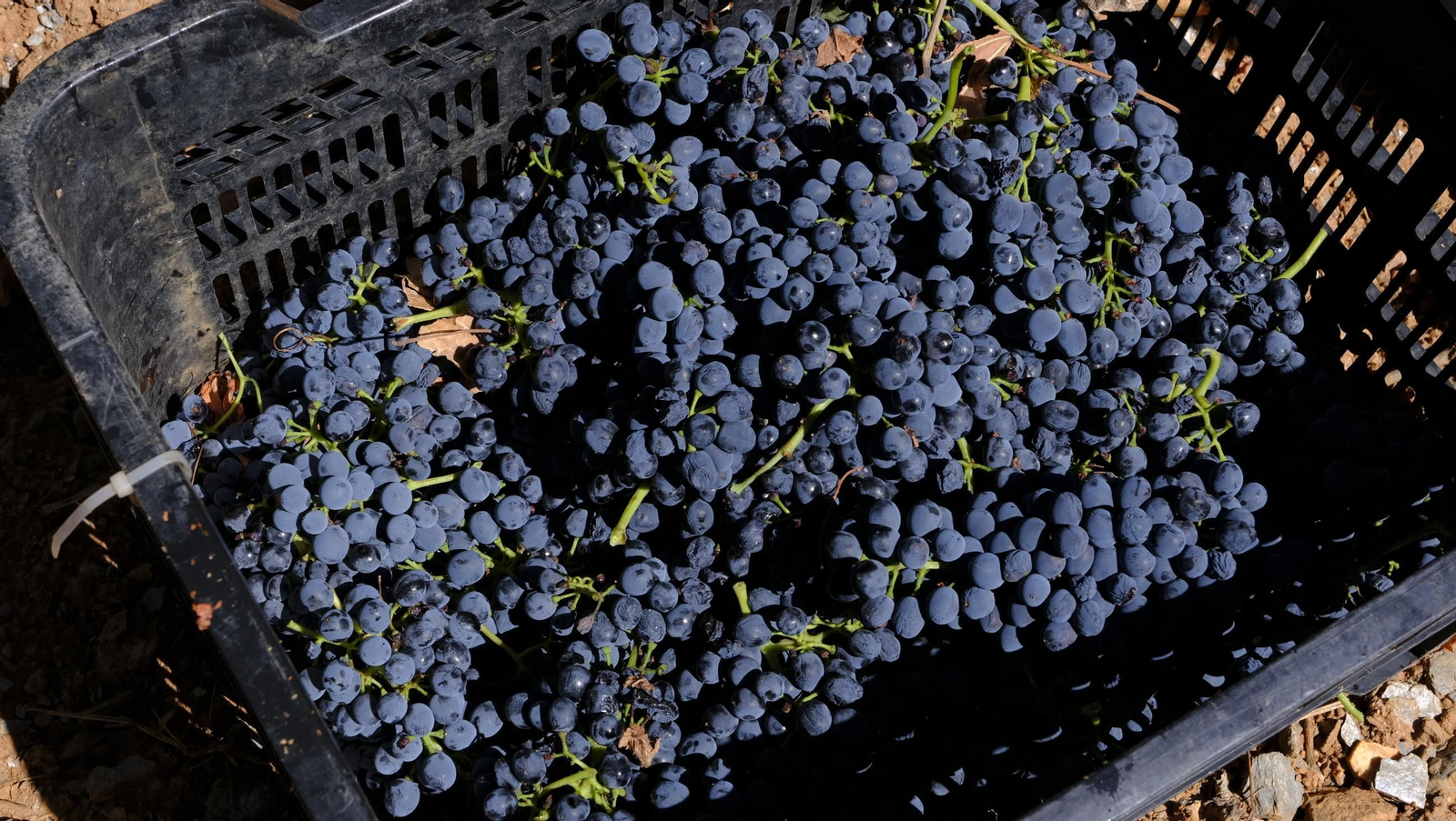 Las imágenes de la vendimia en la zona de Laujar de Andarax