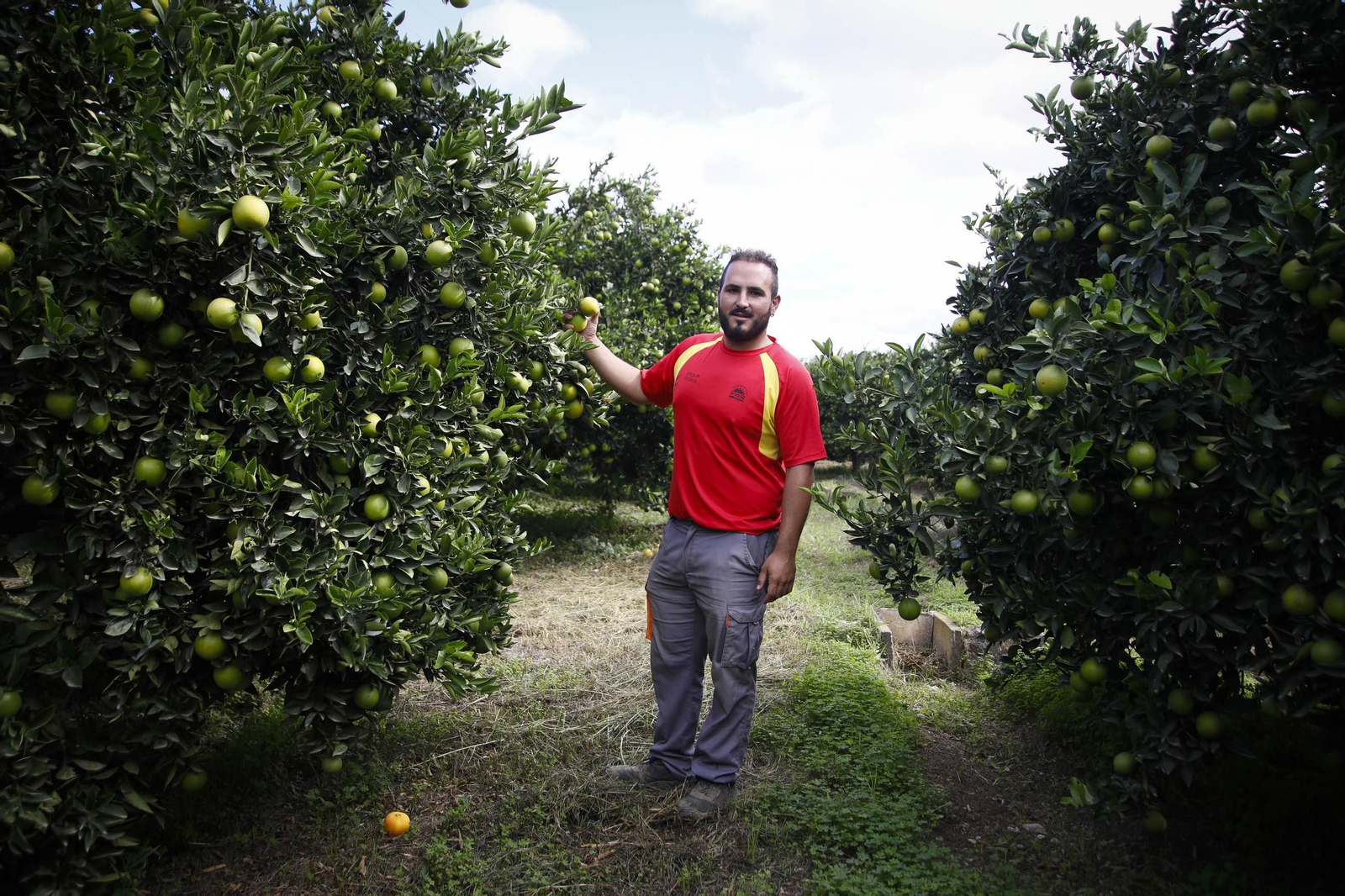 Las naranjas de Íllar, en imágenes