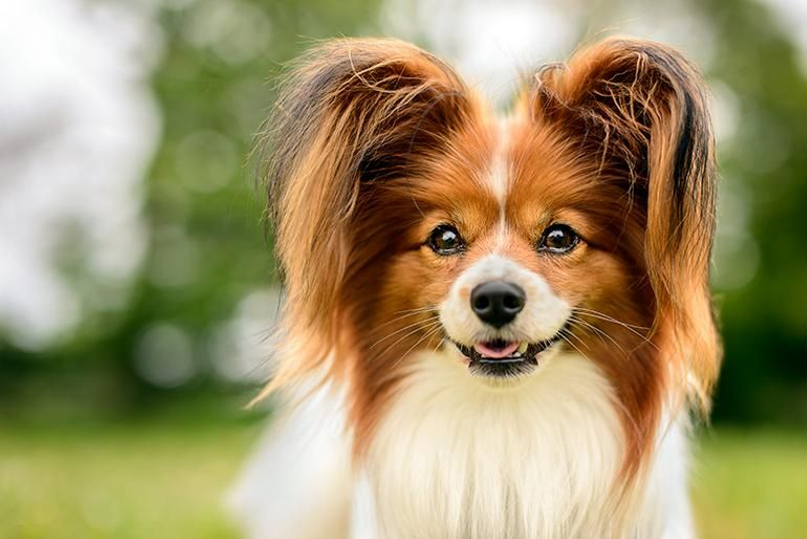 papillon