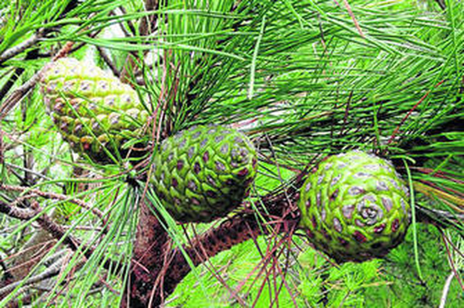Varias piñas inmaduras en un pino piñonero de la provincia.