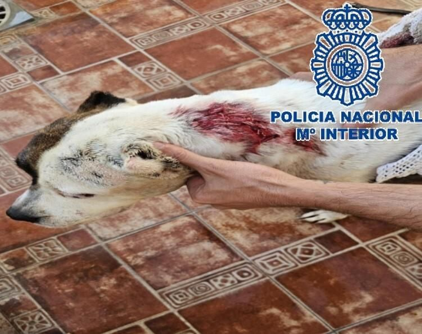 El perro que fue apuñalado en Málaga El perro que fue apuñalado en Málaga