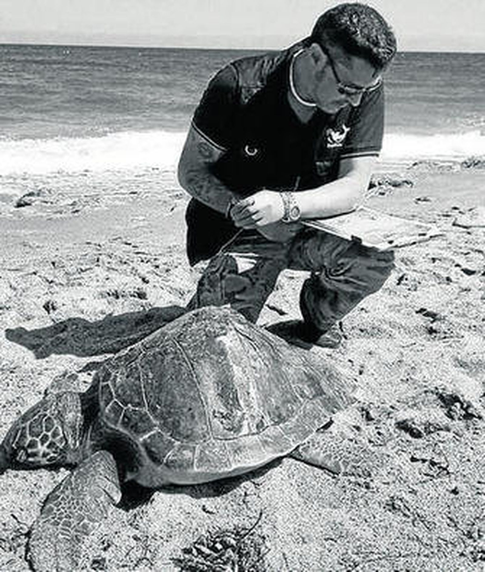 Toma de datos de la tortuga boba aparecida en Carboneras.