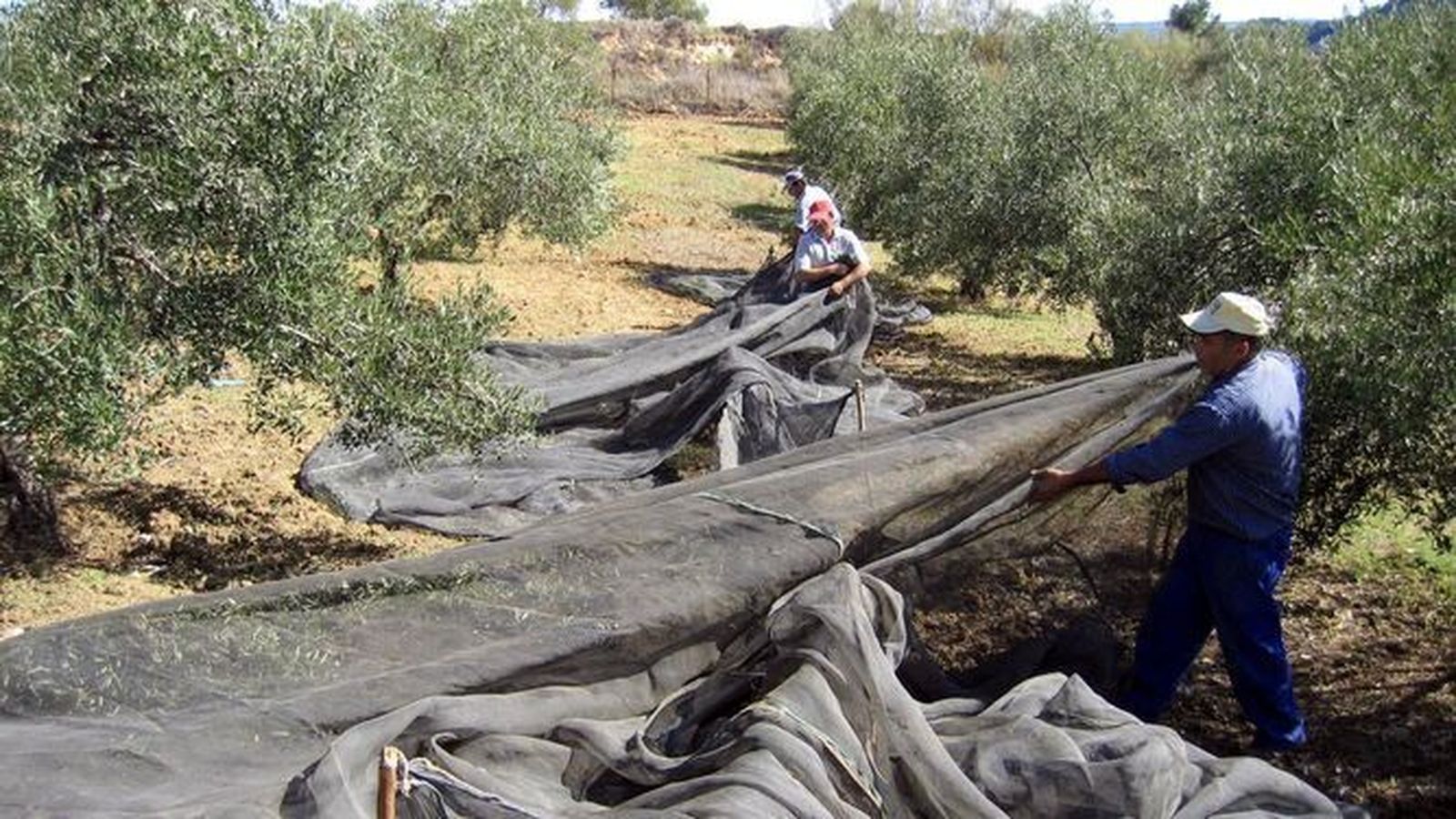 Recogida de la aceituna en Córdoba