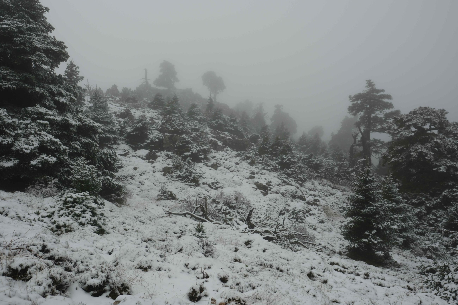 Estampa invernal en al Parque Nacional Sierra de las Nieves, en imágenes