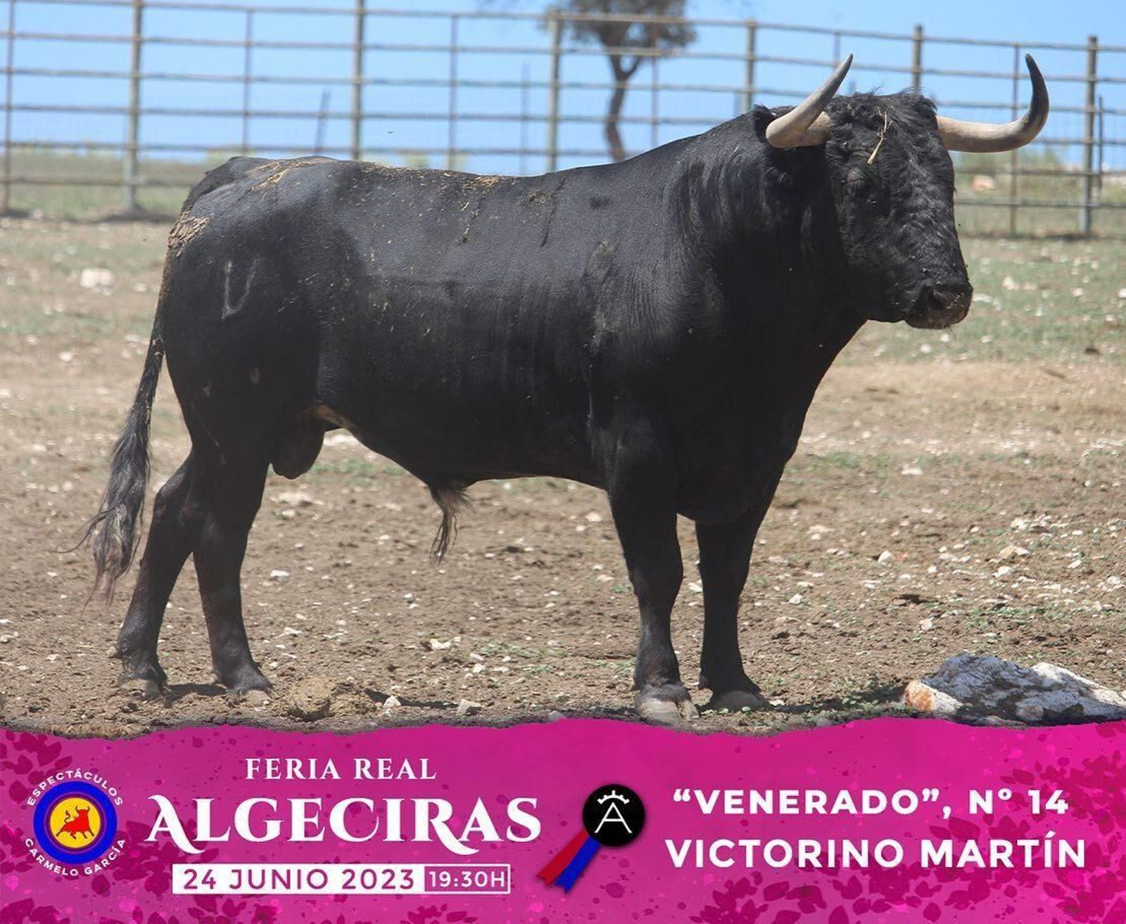 Los toros de Victorino Martín reseñados para la última corrida de la  Feria de Algeciras 2023, en imágenes
