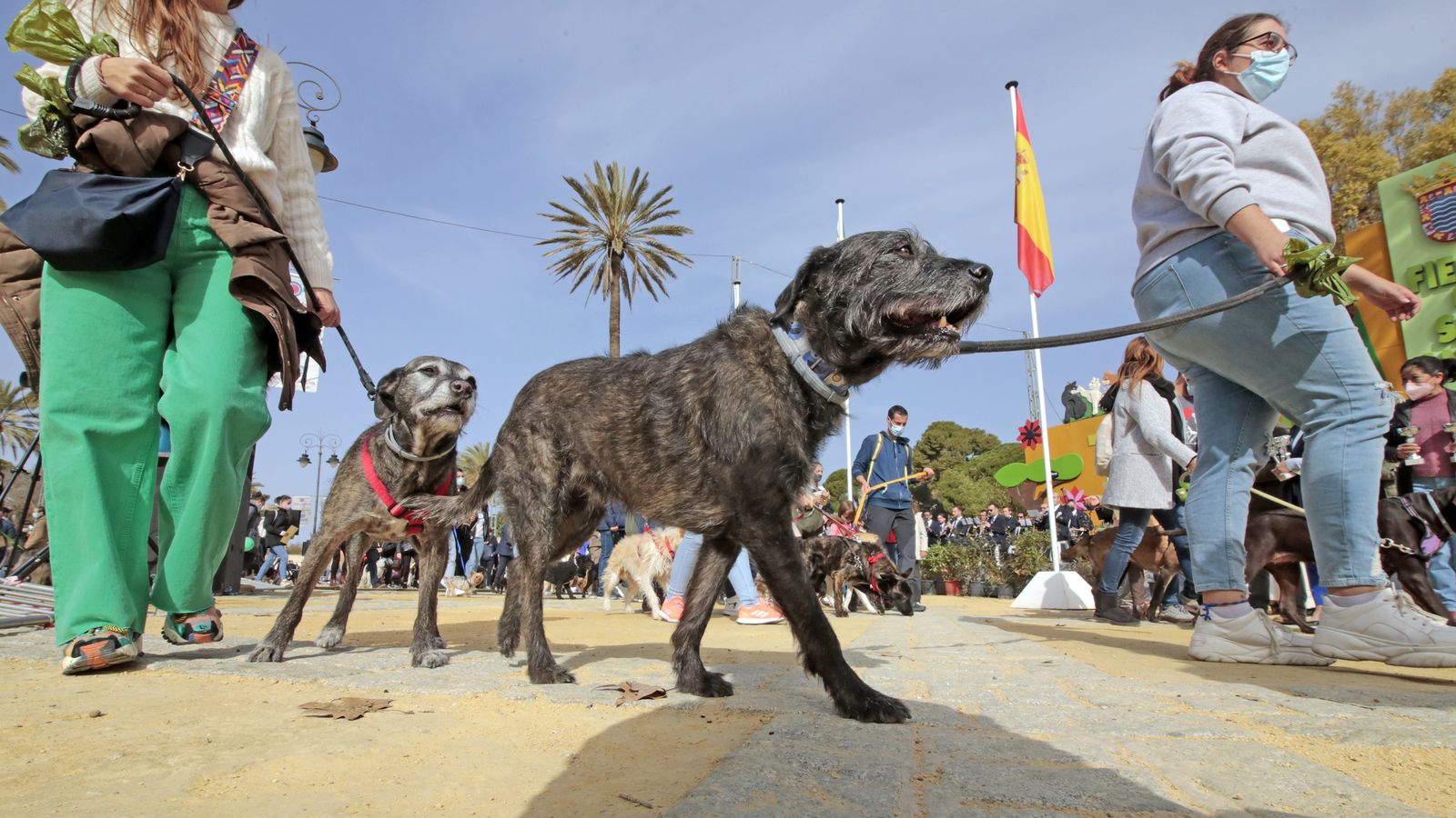 Imágenes de la 'Fiesta de San Antón 2022'