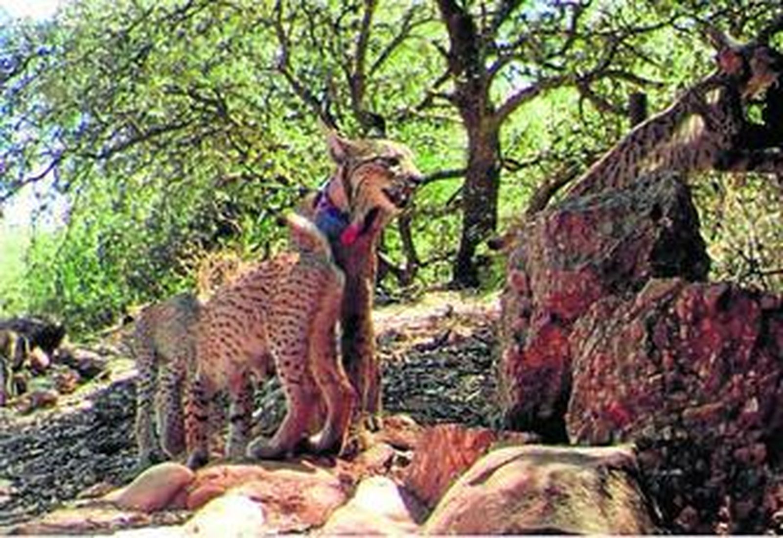 La nueva conquista de 'Gomera'