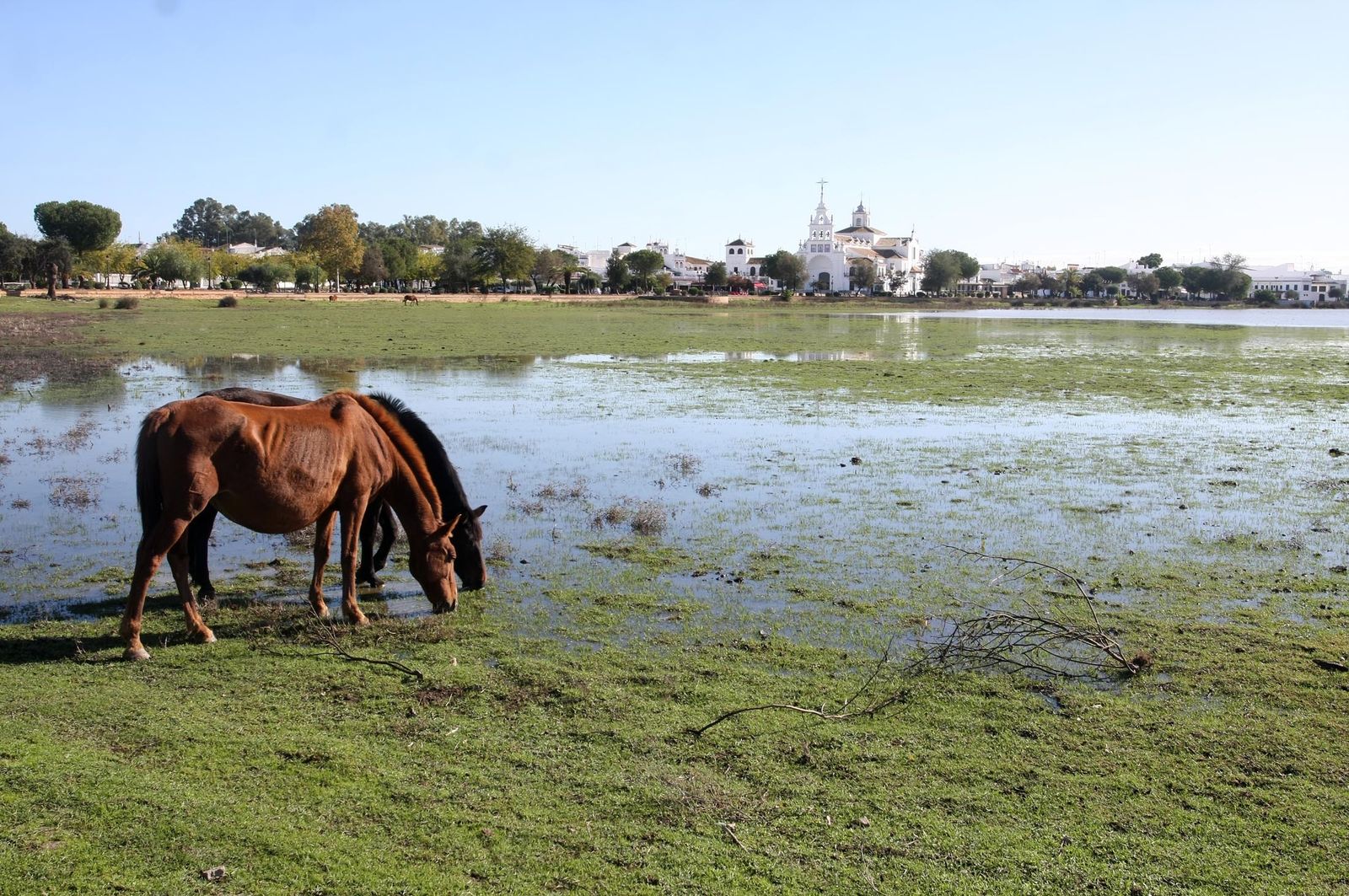 Imágenes de la marisma de El Rocío y de la laguna de El Portil tras las últimas lluvias