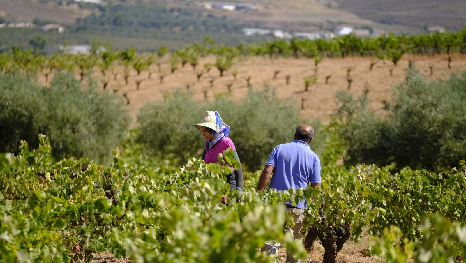 La vendimia en la Bodega Cortijo del Cura de Laujar, en imágenes