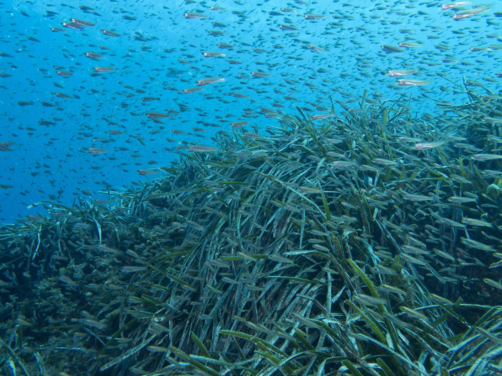 Playas para el buceo en Málaga Playas para el buceo en Málaga