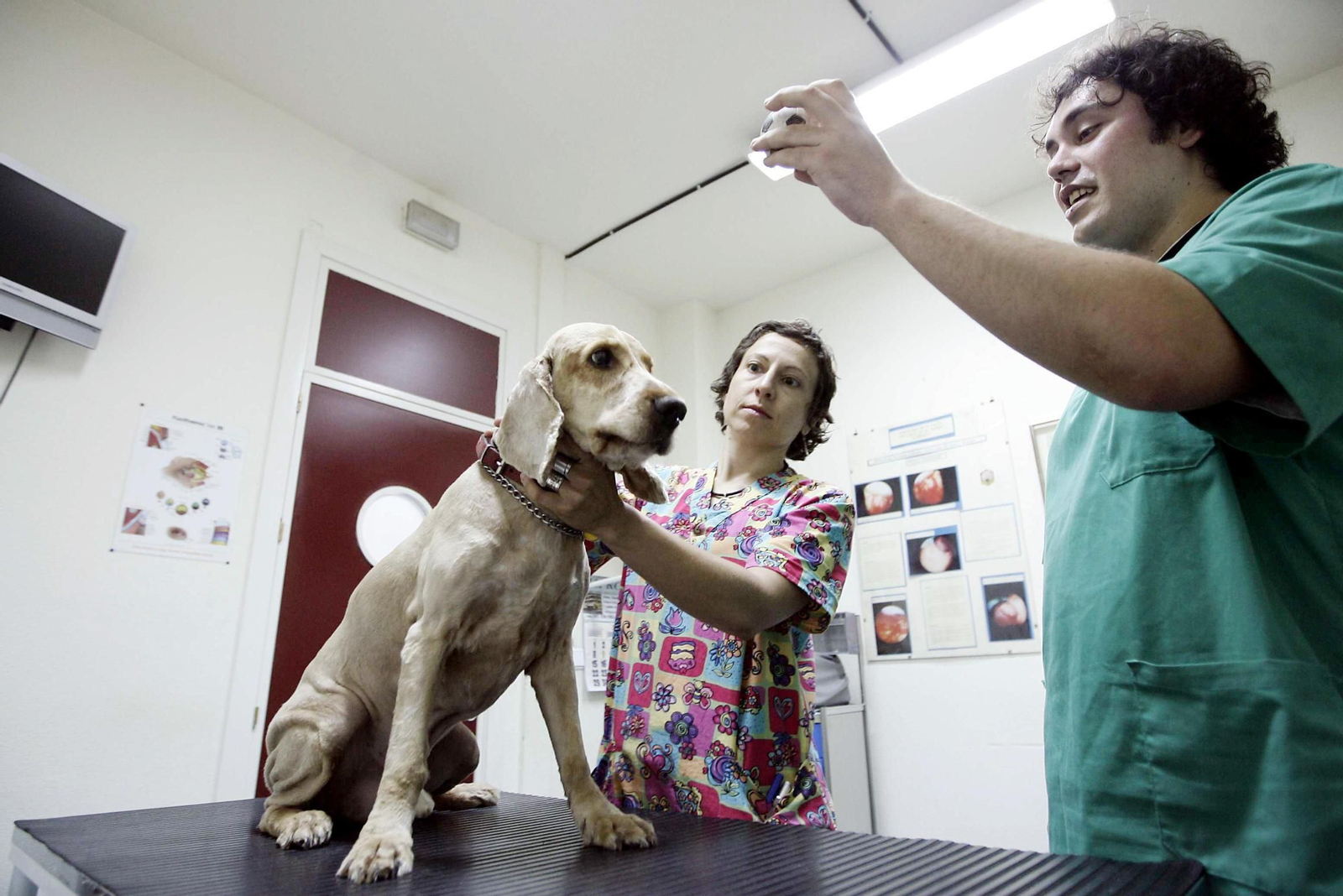 Imagen de archivo de una consulta veterinaria de animales pequeños.