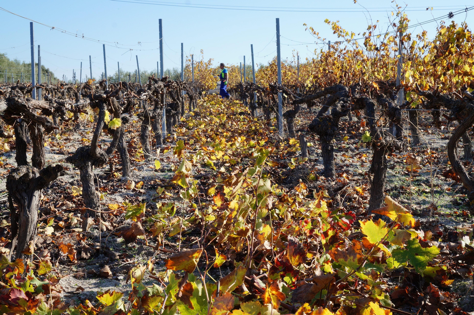 Un recorrido en fotografías por el vino nuevo de Moriles