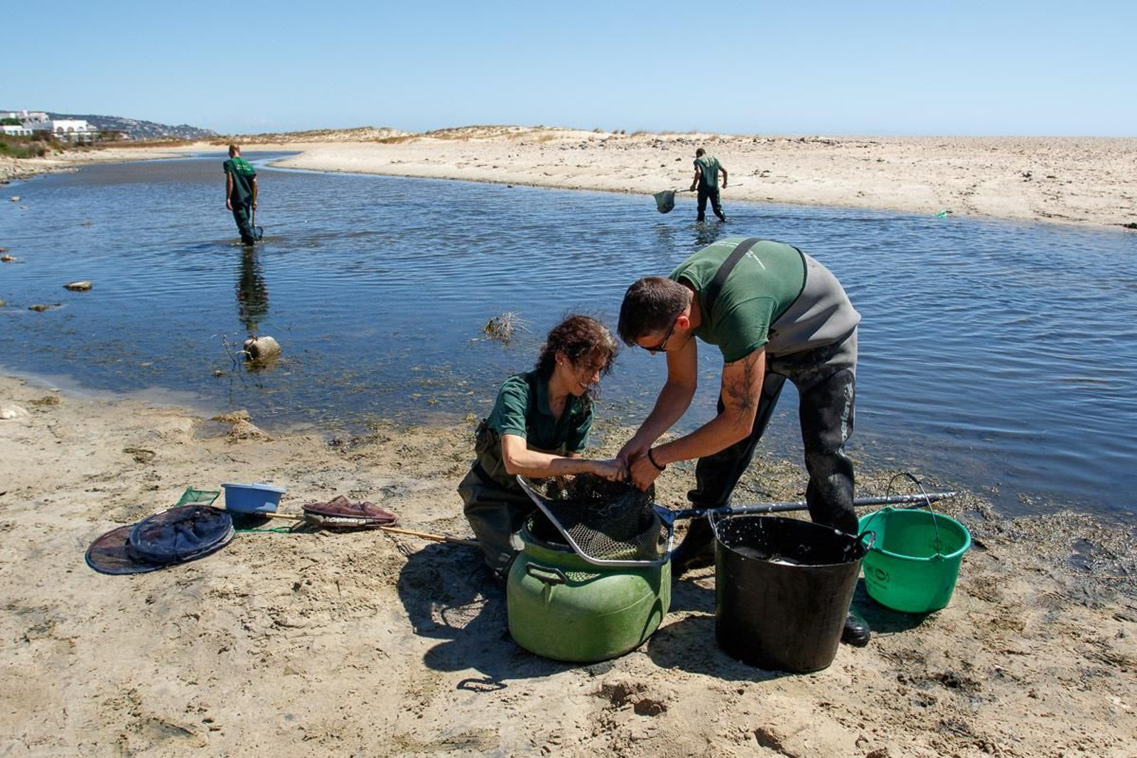 Voluntarios rescatando anguilas.