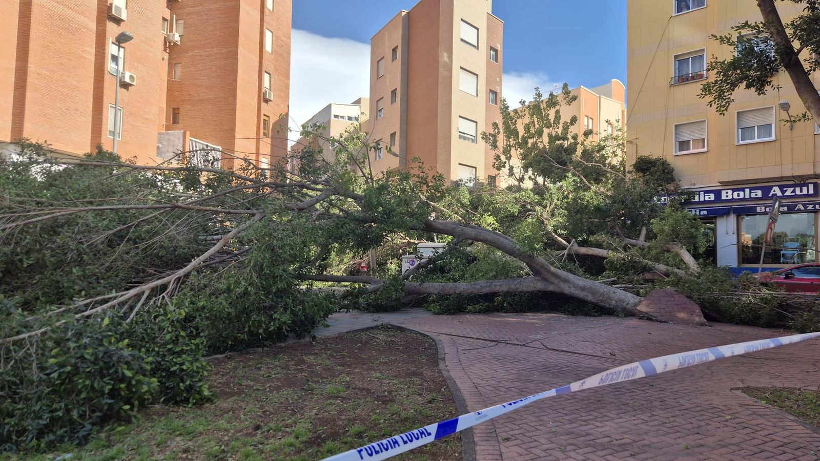 Dos árboles caídos ocupan la plaza Miguel Ángel Blanco y parte de la calzada, obligando a acordonar la zona por el riesgo provocado por las fuertes rachas de vie
