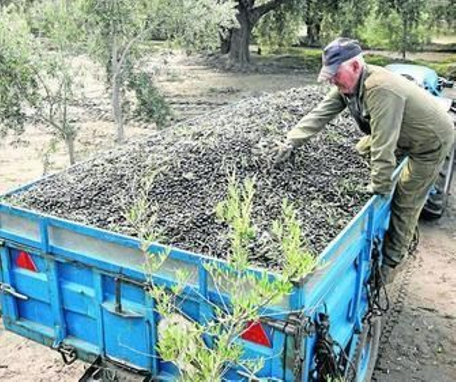 El aceite es uno de los principales productos que exportamos.