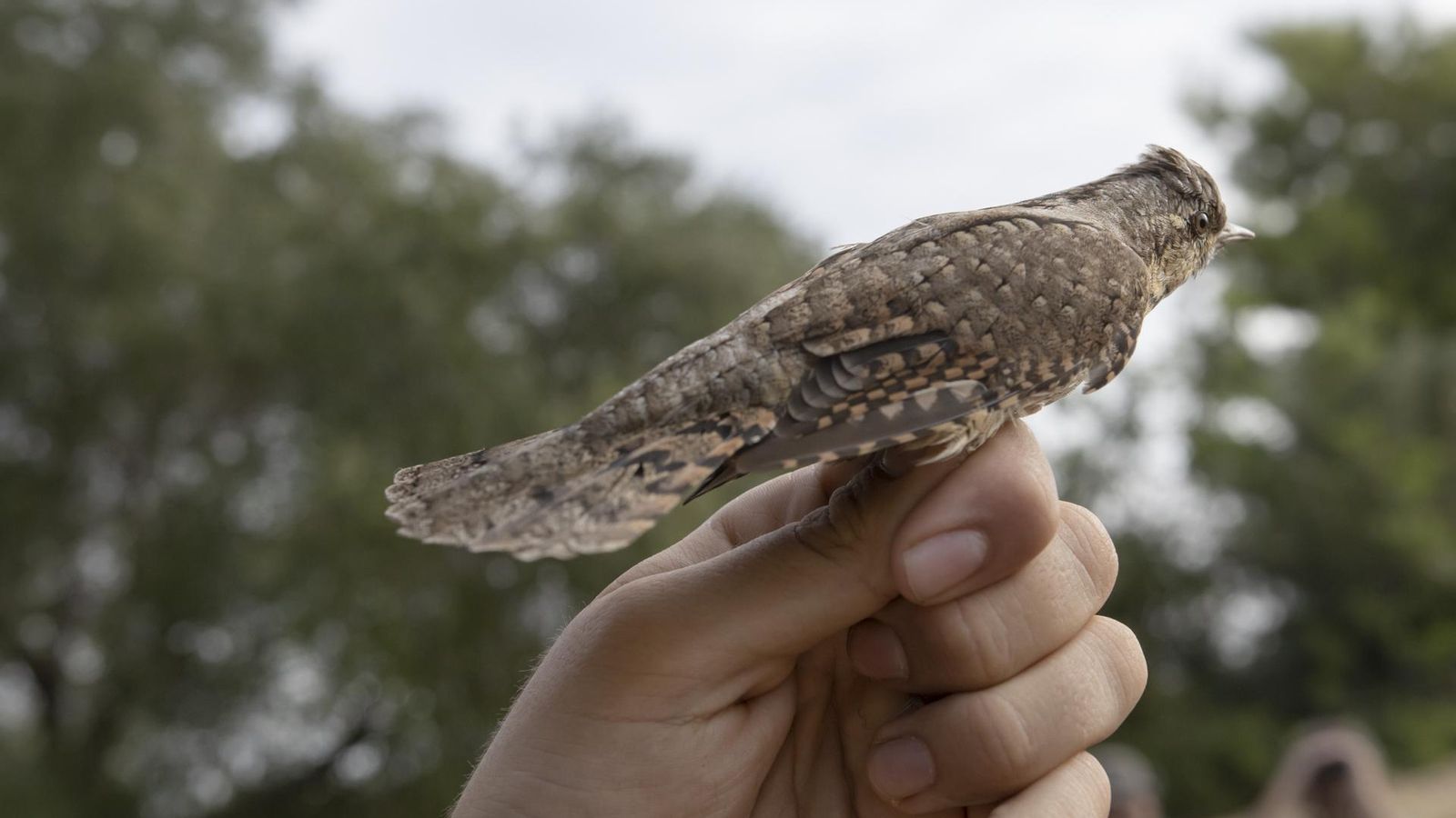 Uno de los pájaros que habitan en el humedal.