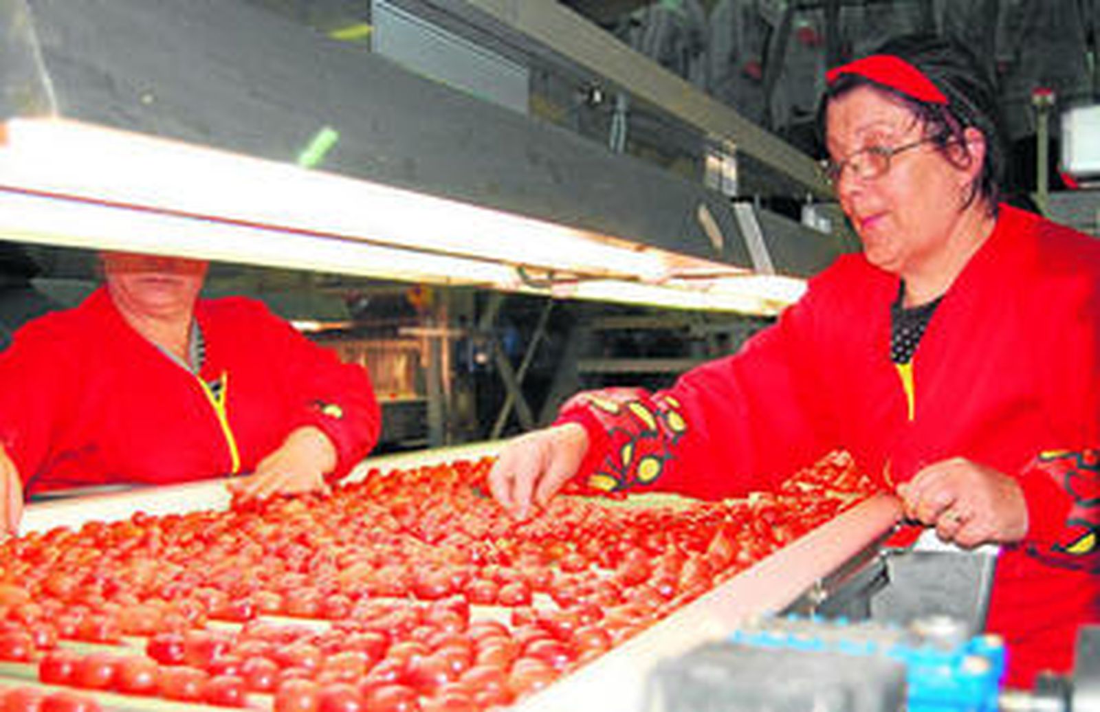 Selección de tomates cherry, que ha bajado su precio.