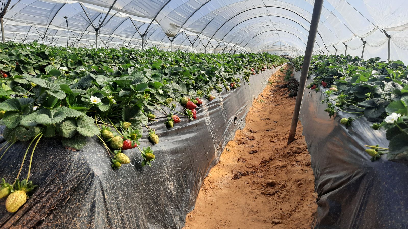 Plantación de fresas.