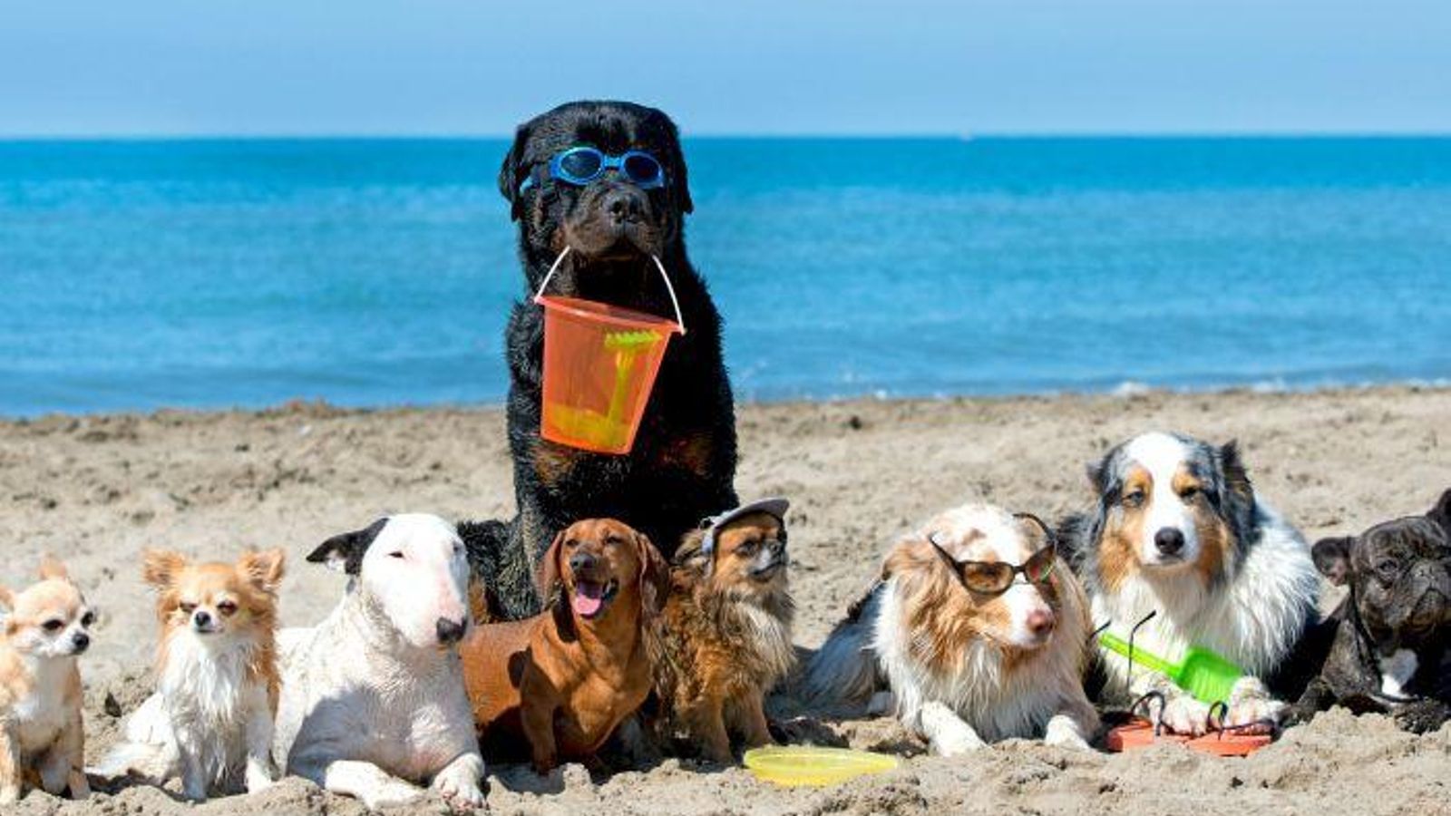 playas para perros