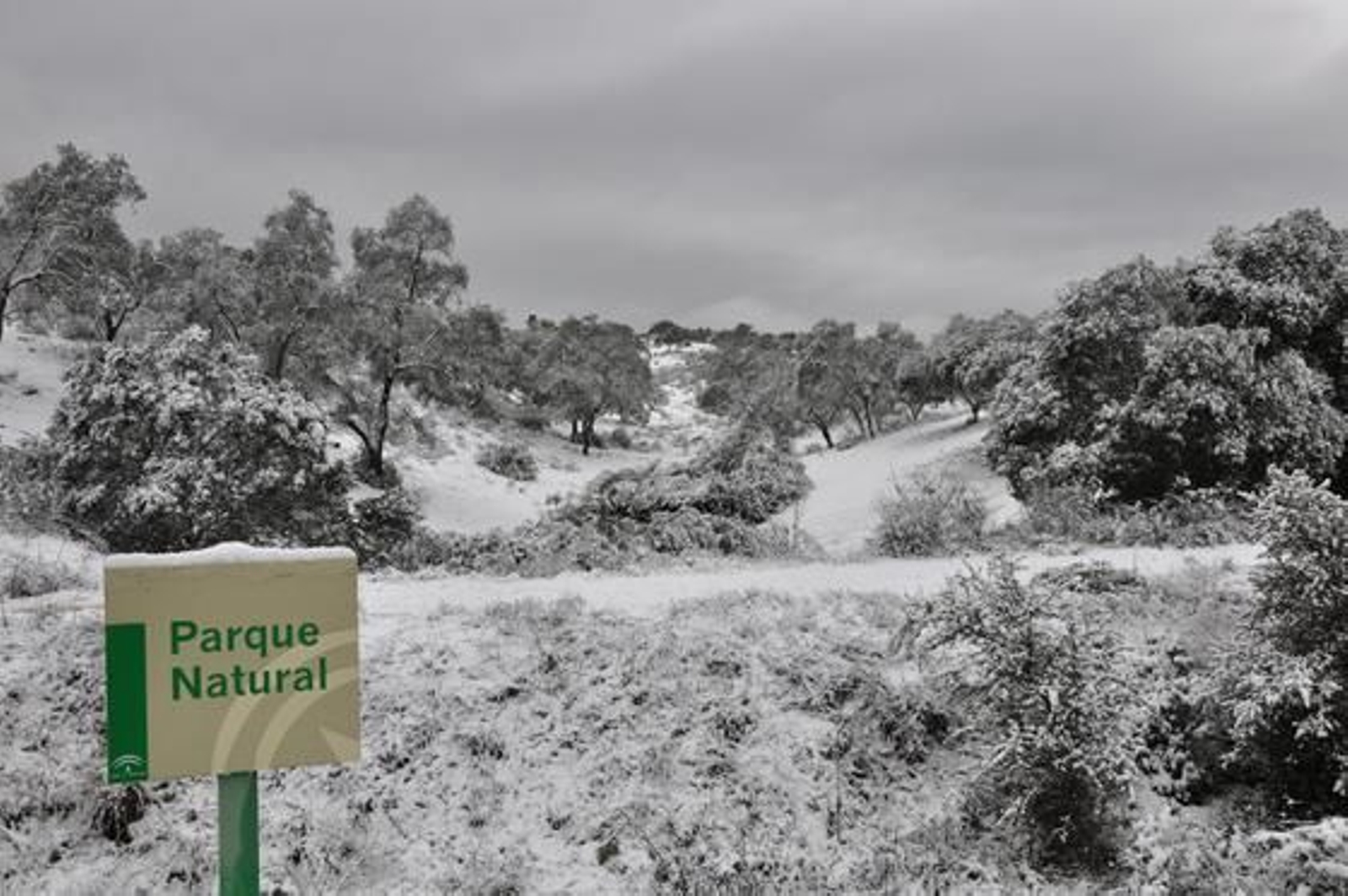 El parque natural de la Sierra Norte cubierto de nieve.