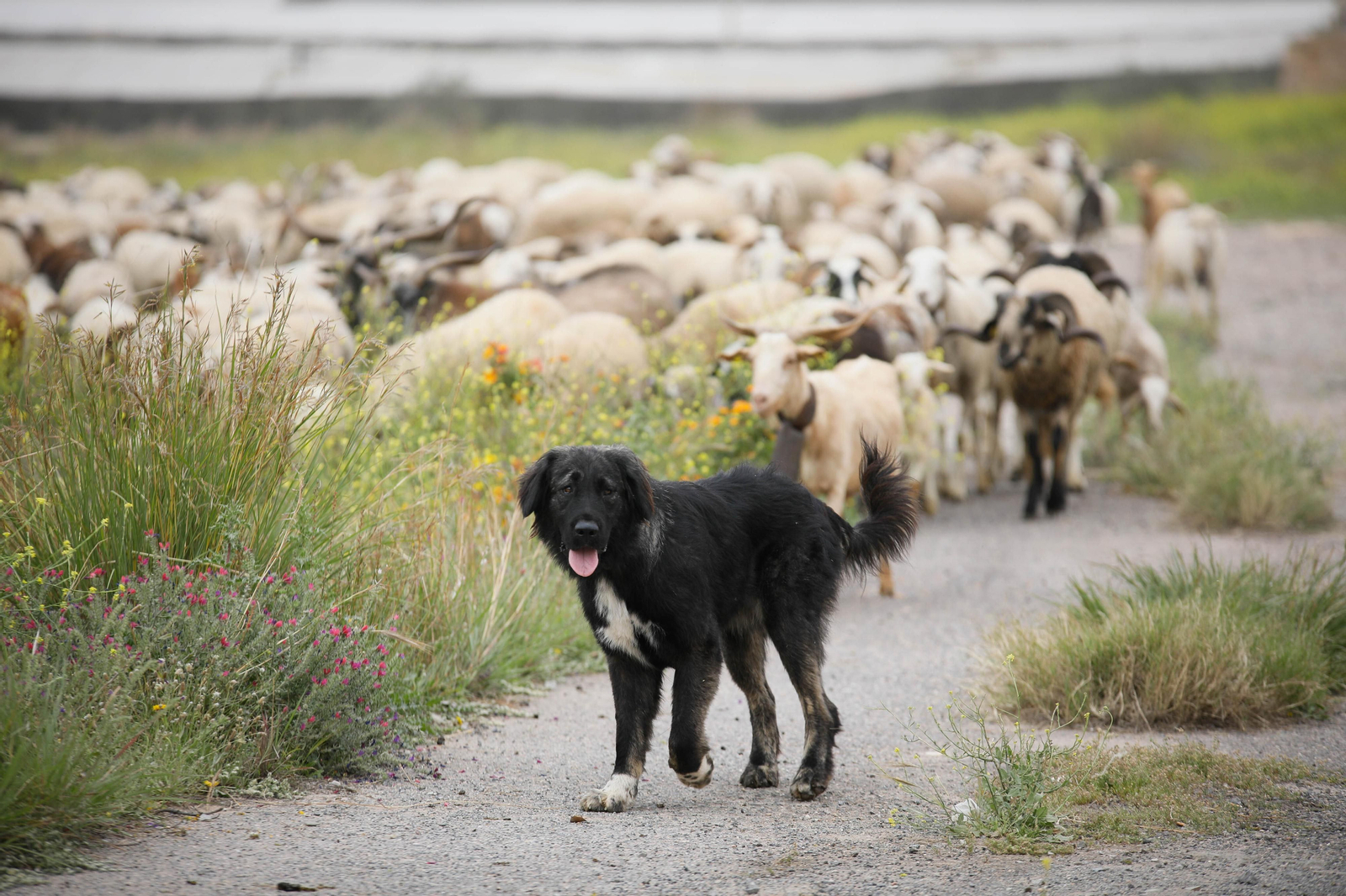 Galería de la Feria  de ganado en Tarambana