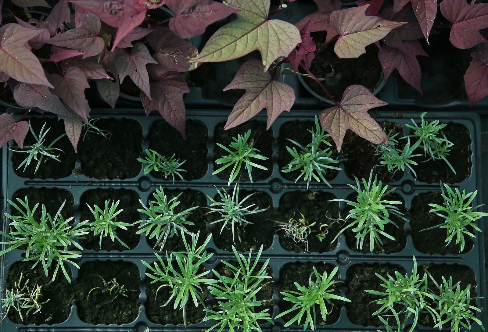 Fotos del vivero municipal de Algeciras