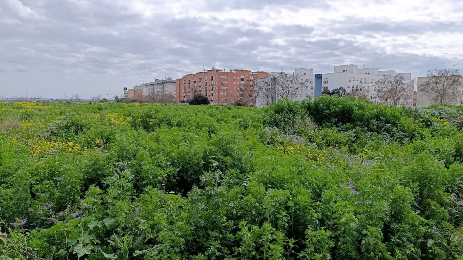 Terreno de la calle Doctor Juan Nicolás Márquez.