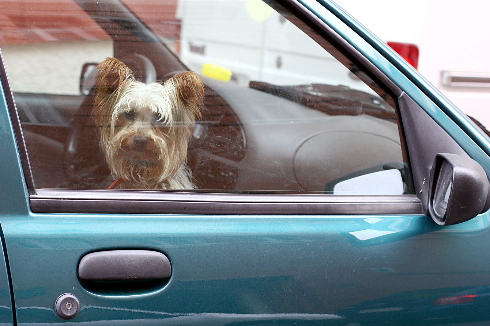 Una nula o deficiente sujeción de los animales puede agravar las consecuencias de un accidente.