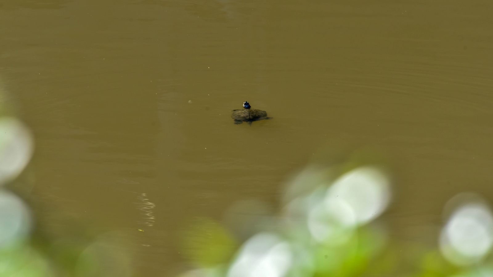 Ruta en kayak por El Palmones