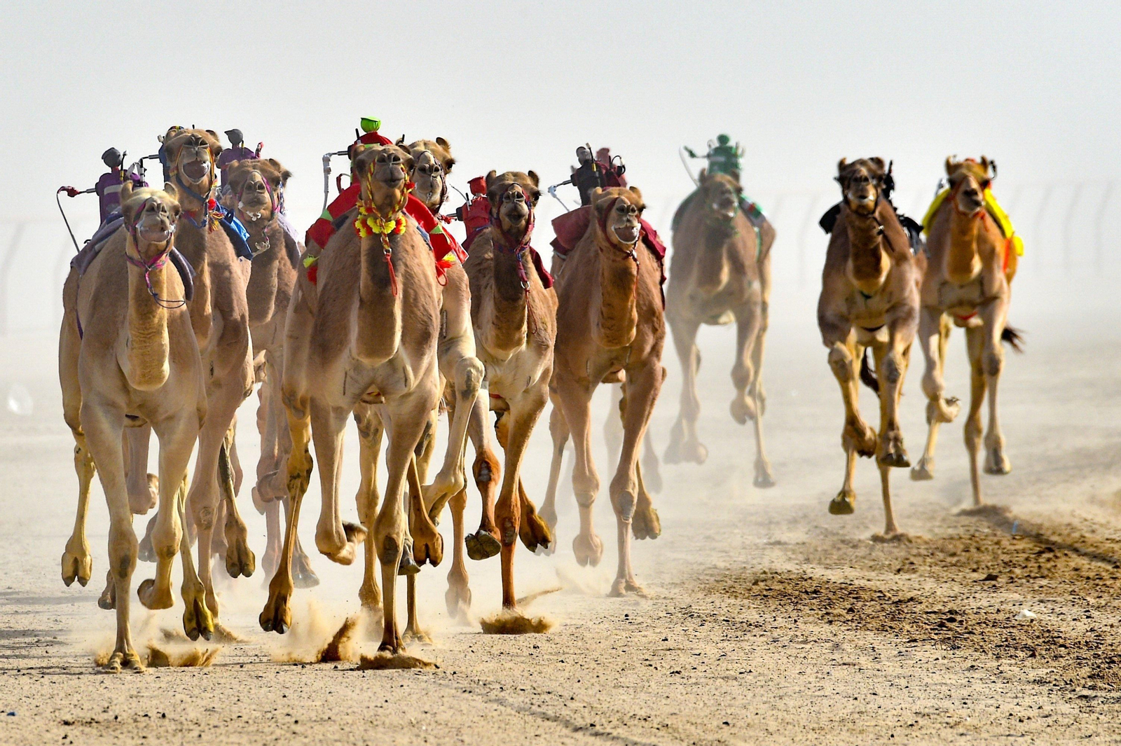 Los 'ciber-jockeys' toman las riendas