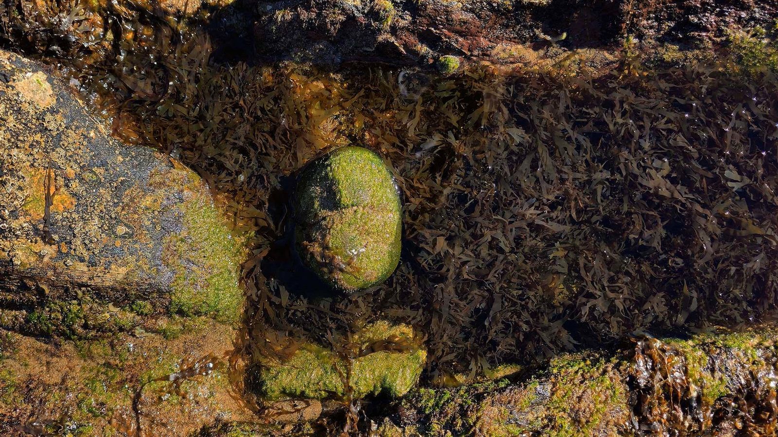 Detalle del alga en la costa.