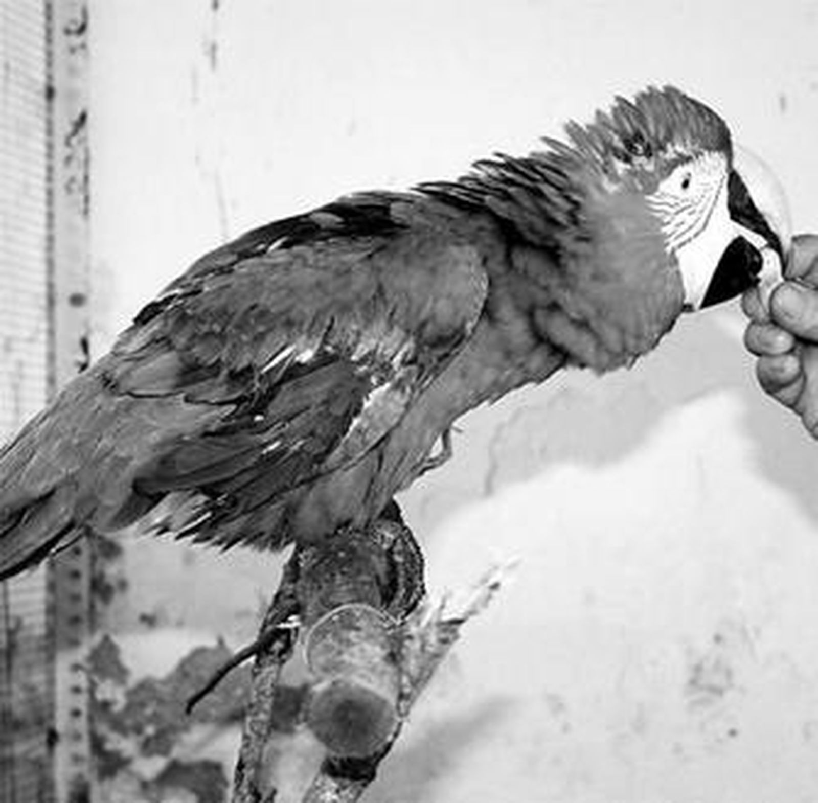 Un agente da de comer al  guacamayo que ha sido rescatado.