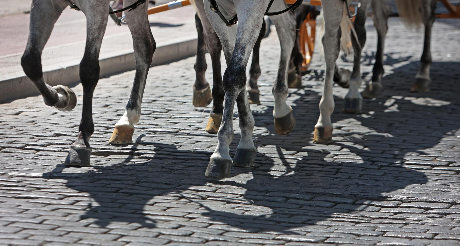 Imágenes de la Parada Hípica por las calles de Jerez