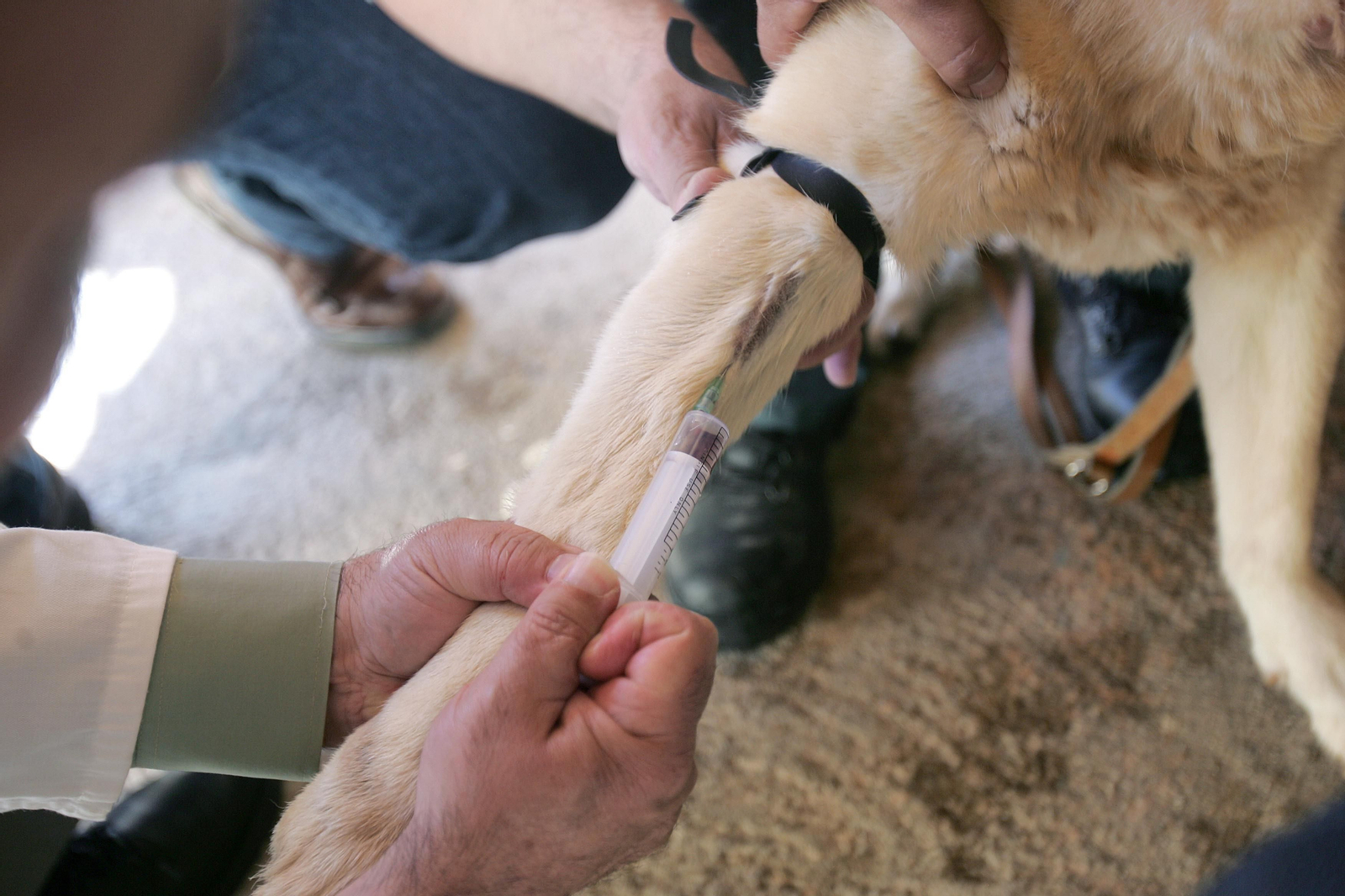 Vacunación de perros.