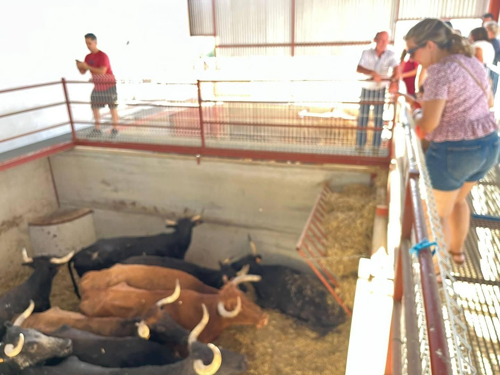 Gran ambiente en el encierro infantil de El Viso, en fotografías Gran ambiente en el encierro infantil de El Viso, en fotografías