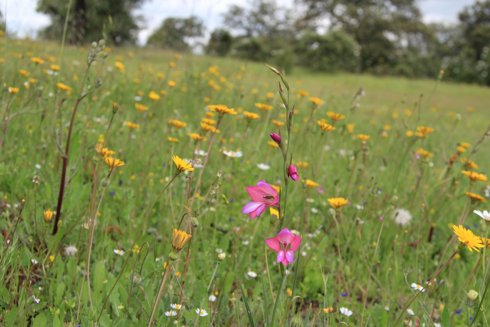 Las fotografías de la primavera en Los Pedroches